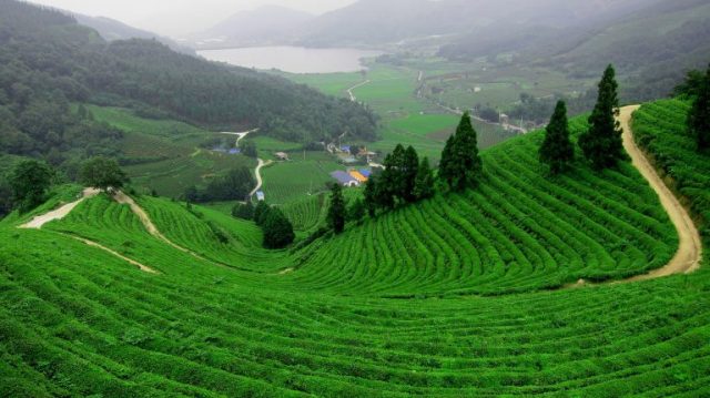 Đồi Hoa Gió doi che tam chau - Đồi Hoa Gió
